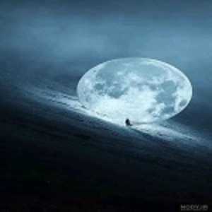 امیرعباس محمودزاده